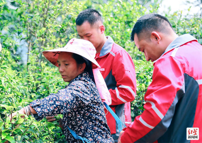 春季茶饮大数据陈述：企业白领偏心乌龙茶 花果茶是高德娱乐95后心头肉(图1)